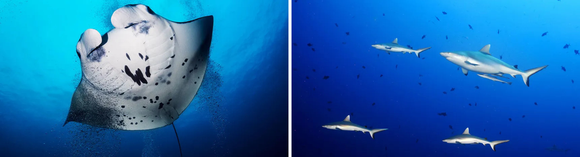 馬爾地夫 InfinityX 船宿