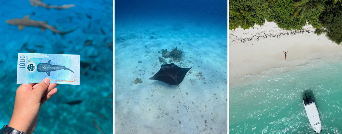 11/10 追尋野生鯨鯊共游、Manta、無人島午餐