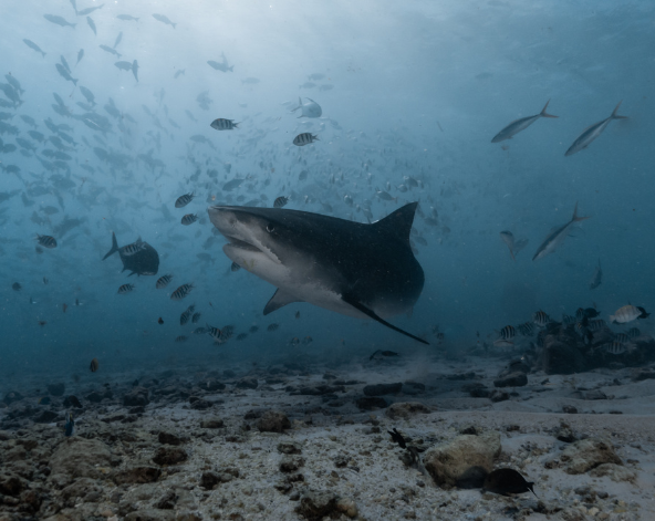 潛水日,一日三潛(其中一潛為虎鯊)