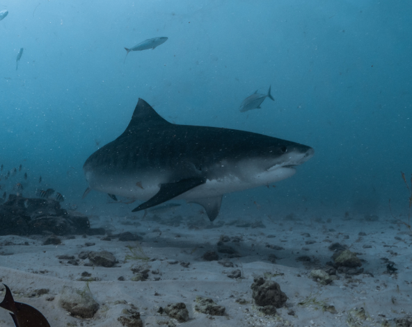 潛水日,一日三潛(其中一潛為虎鯊)