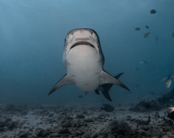 潛水日,一日三潛(其中一潛為虎鯊)