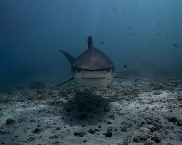 潛水日,一日三潛(其中一潛為虎鯊) * 其中一潛可安排與虎鯊自由潛水