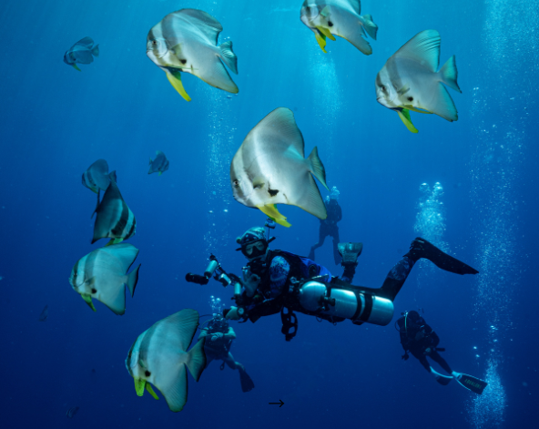 潛水日,一日三潛(其中一潛為虎鯊) * 其中一潛可安排與虎鯊自由潛水
