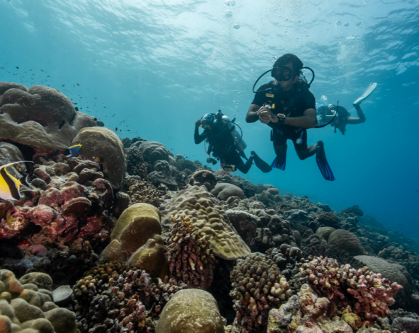 潛水日,一日三潛(其中一潛為虎鯊) * 其中一潛可安排與虎鯊自由潛水