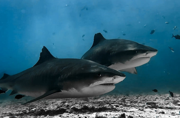 前往馬列機場→馬列機場→吉隆坡轉機→台北