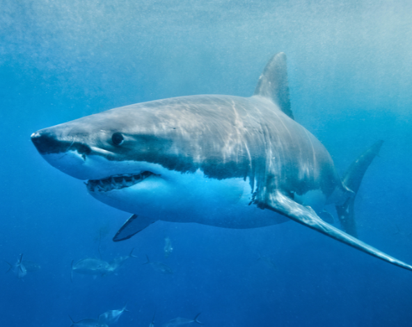 Shark Tank或 Fish Tank潛水2潛 → 下午浮潛或馬列市區觀光 →返回船上享用晚餐