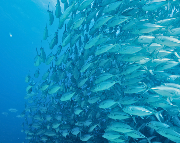 Day3 巴里卡薩大斷層(三潛)
