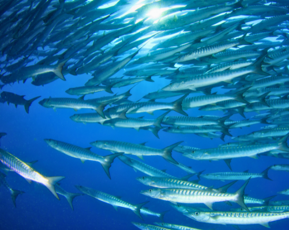Day3 巴里卡薩大斷層(三潛)