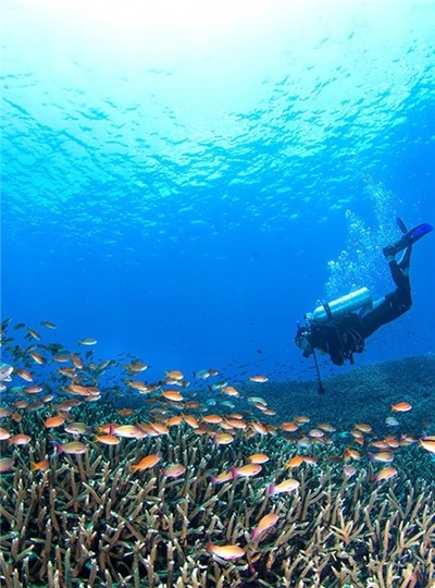 巴里島潛水旅遊推薦-潛入藍夢。渡假潛旅九潛六日(可另行設計客製化行程)