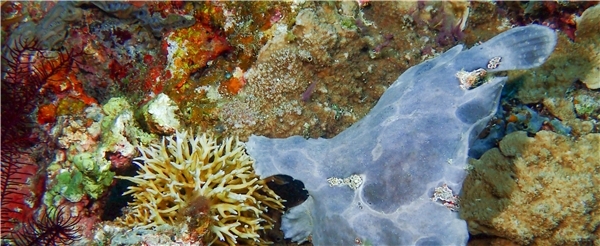 愛妮島潛水旅遊推薦-潛入愛妮。愛妮島里歐海灘度假區,潛旅八潛五日