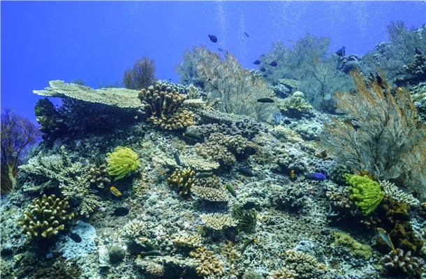 愛妮島潛水旅遊推薦-潛入愛妮。愛妮島里歐海灘度假區,潛旅八潛五日