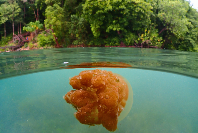 渡假村早餐→海豚巡弋之旅→ 卡卡班2潛(錘頭鯊、長尾鯊)→黄金水母湖浮潜→下午馬拉圖1潛→渡假村內晚餐