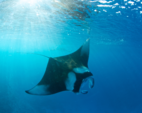 與鯨鯊共游→聖加拉奇2潛→參觀海龜保育中心→看日落晚餐