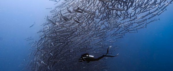 渡假村早餐→馬拉圖3潛(海狼風暴、灰鮫鯊、護士鯊)→渡假村晚餐