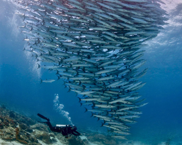 Day3 西巴丹2潛→馬布島1潛→返回仙本那