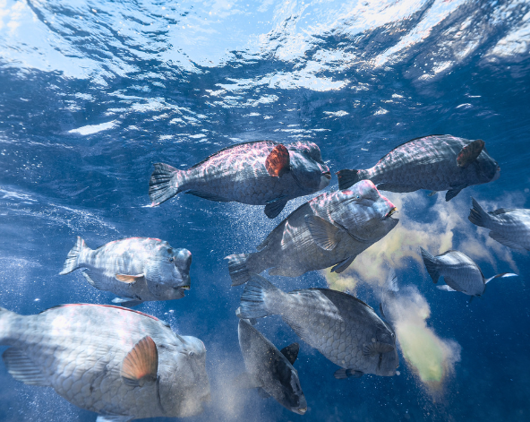 Day3 西巴丹2潛→馬布島1潛→返回仙本那