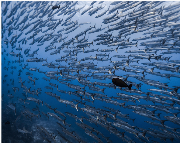 Day3 西巴丹2潛→馬布島1潛→返回仙本那
