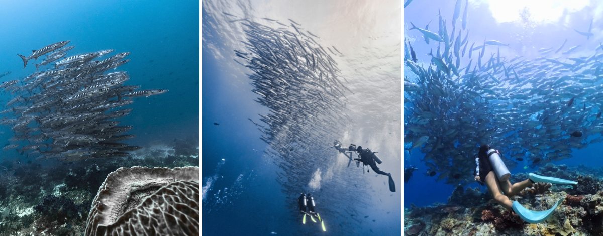 Day4 西巴丹2潛 → 返回仙本那看夕陽