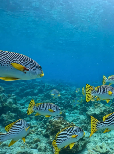 Day2 Check Dive ,馬達京島、丁巴丁巴島一日3潛