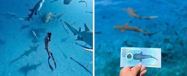 護士鯊共游+沈船之旅(活動午餐)→返回島上自由活動(可以搭配鈦美精選美食地圖解鎖晚餐時光)