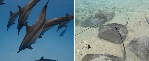 護士鯊共游+沈船之旅(活動午餐)→返回島上自由活動(可以搭配鈦美精選美食地圖解鎖晚餐時光)