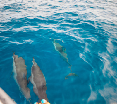 護士鯊共游+沈船之旅(活動午餐)→返回島上自由活動(可以搭配鈦美精選美食地圖解鎖晚餐時光)