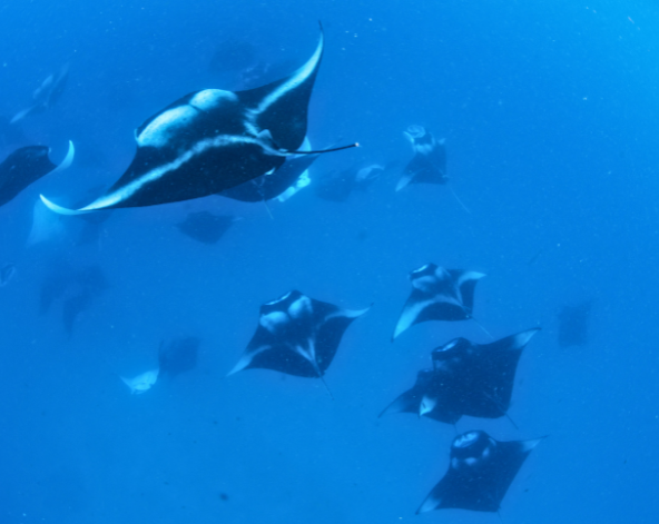 早餐後退房→搭乘國內航班前往達拉萬度居民島→島上自由活動