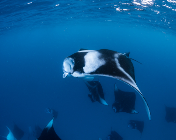 早餐後退房→搭乘國內航班前往達拉萬度居民島→島上自由活動