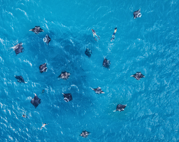 早餐後退房→搭乘國內航班前往達拉萬度居民島→島上自由活動