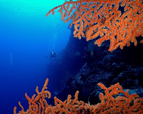 兩次船潛→居民島上自由探索