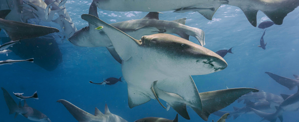 Day 2~ Day7 潛水日,一日三潛,共有18潛。(安排1次夜潛)