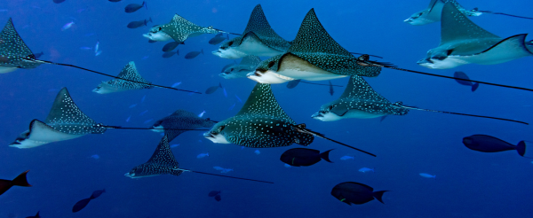 Day 2~ Day7 潛水日,一日三潛,共有18潛。(安排1次夜潛)