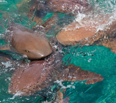 Day 2~ Day7 潛水日,一日三潛,共有18潛。(安排1次夜潛)