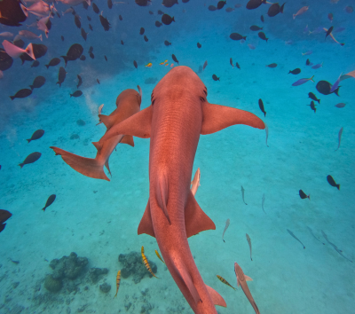 Day 2~ Day7 潛水日,一日三潛,共有18潛。(安排1次夜潛)
