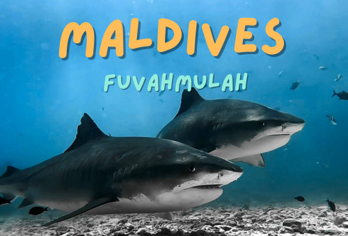 馬爾地夫 潛進虎鯊島水肺潛旅 馬爾地夫 潛進虎鯊島水肺潛旅