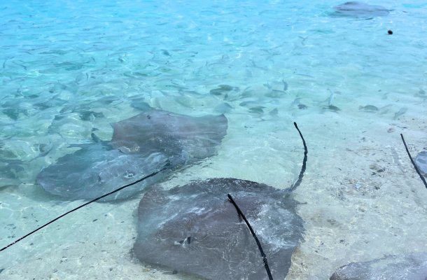 Day 2 護士鯊共游、魟魚、海豚巡弋、無人島沙洲