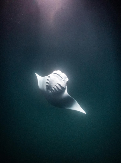 一日三潛+一次夜潛 (潛點安排Rasdhoo Hammerhead Point 、Maya Thila、Fesdhoo Wreck、Fesdhoo Lagoon Manta 夜潛)