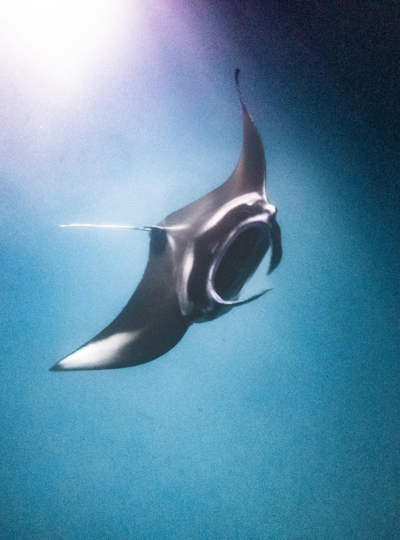 一日三潛+一次夜潛 (潛點安排Rasdhoo Hammerhead Point 、Maya Thila、Fesdhoo Wreck、Fesdhoo Lagoon Manta 夜潛)