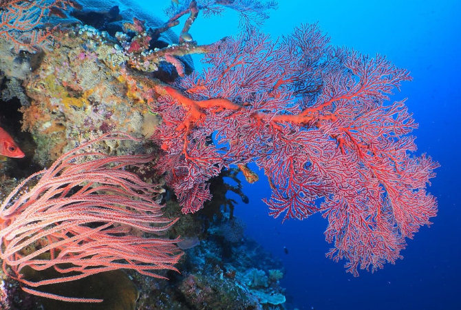 測潛日,烏龍群礁一日3潛(包含出海午餐)