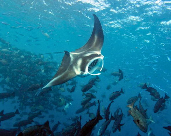 帛琉經典潛點巡禮,一日3 潛 ( 潛點: 藍洞、 藍角 、德國水道、鯊魚城)