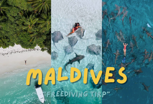 與海洋大物共游。馬爾地夫 馬富士島潛旅6日 與海洋大物共游。馬爾地夫 馬富士島潛旅6日