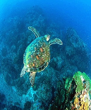 巴里島潛水旅遊推薦-潛入藍夢。渡假潛旅九潛六日(可另行設計客製化行程)