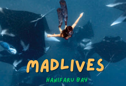 馬爾地夫風暴之旅。護士鯊X Manta風暴潛旅