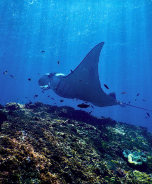 峇里島潛旅 與Manta、Mola Mola夢想之旅