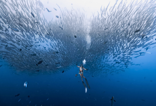 【潛入婆羅洲之心】印尼馬拉圖7天6晚潛水朝聖之旅
