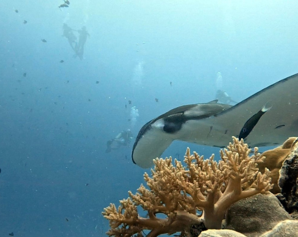 帛琉經典潛點巡禮，一日3 潛 ( 潛點: 藍洞、 藍角 、德國水道、鯊魚城)