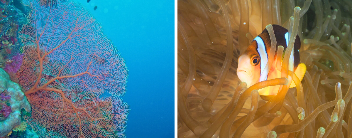 西亞斯群礁，一日3 潛 (潛點: 玻璃城、西亞斯角、西亞斯隧道)