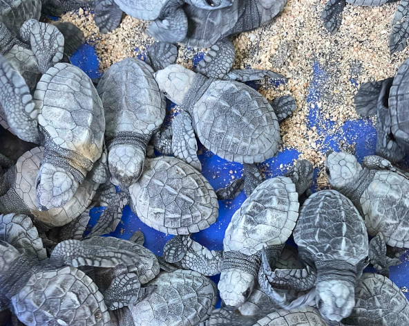 與鯨鯊共游→聖加拉奇2潛→參觀海龜保育中心→看日落晚餐 