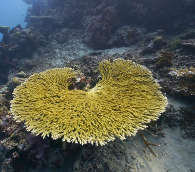 渡假村早餐→馬拉圖3潛(海狼風暴、灰鮫鯊、護士鯊)→渡假村晚餐