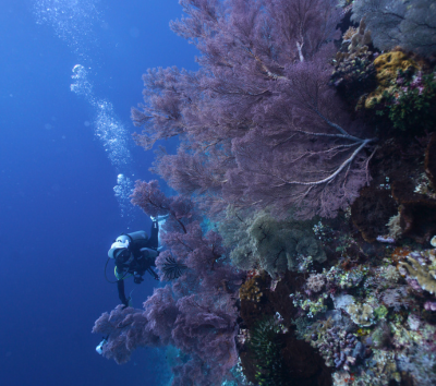 渡假村早餐→馬拉圖3潛(海狼風暴、灰鮫鯊、護士鯊)→渡假村晚餐